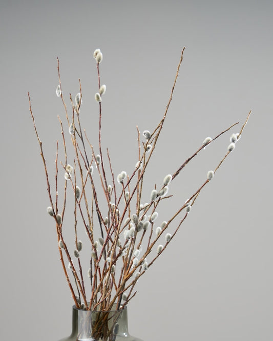 ［ドライフラワー］ネコヤナギ