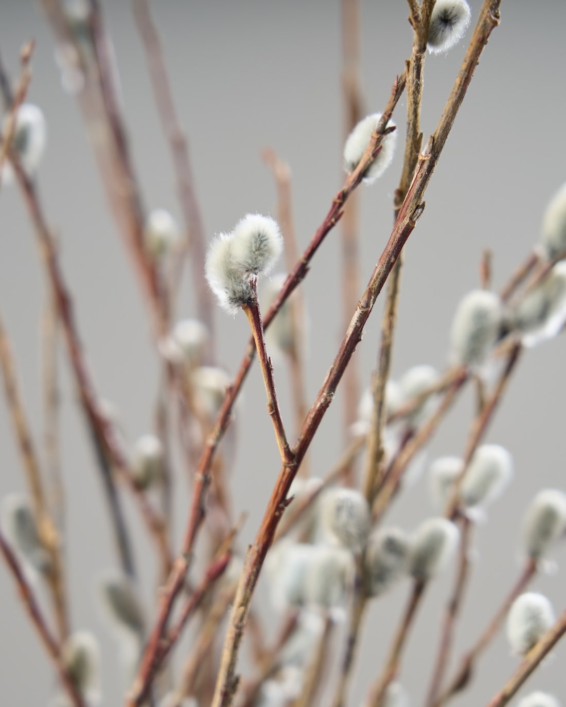 ［ドライフラワー］ネコヤナギ