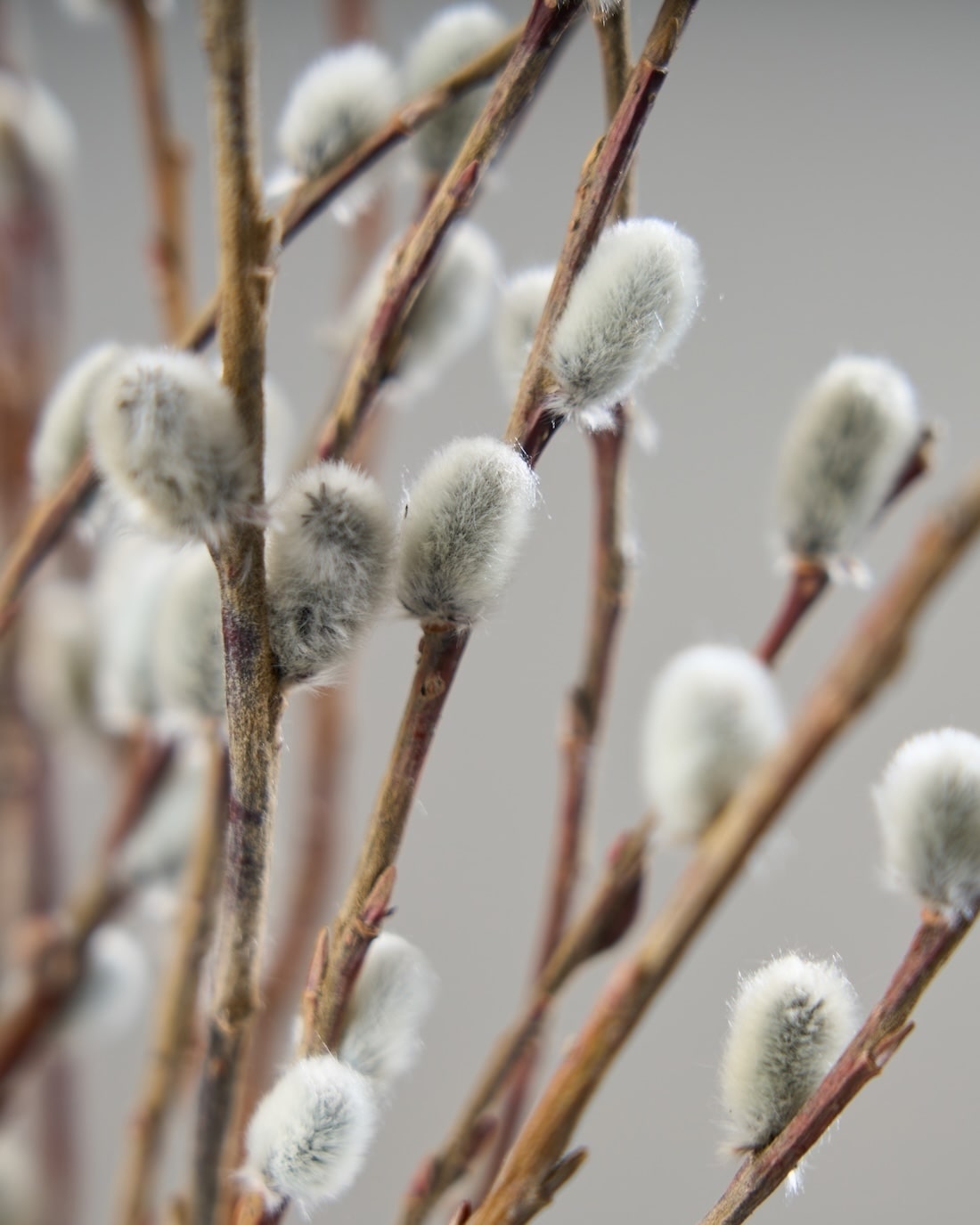 ［ドライフラワー］ネコヤナギ