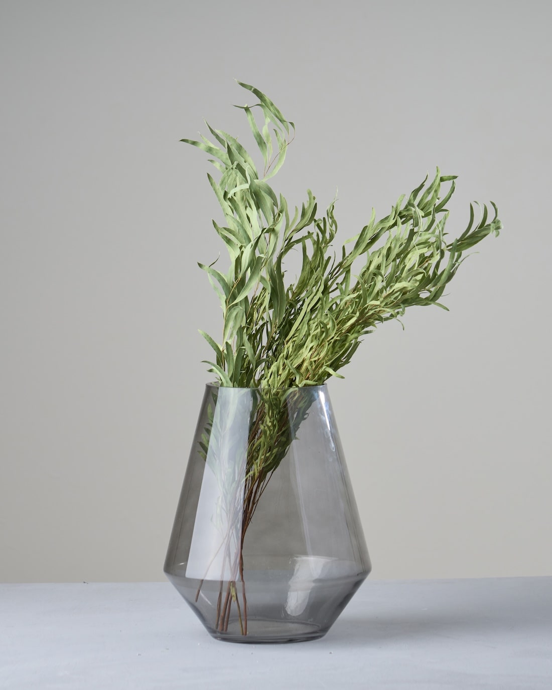 ユーカリの商品一覧 | 土と風の植物園