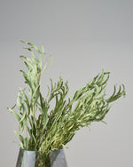 ［ドライフラワー］ユーカリ ニコリ