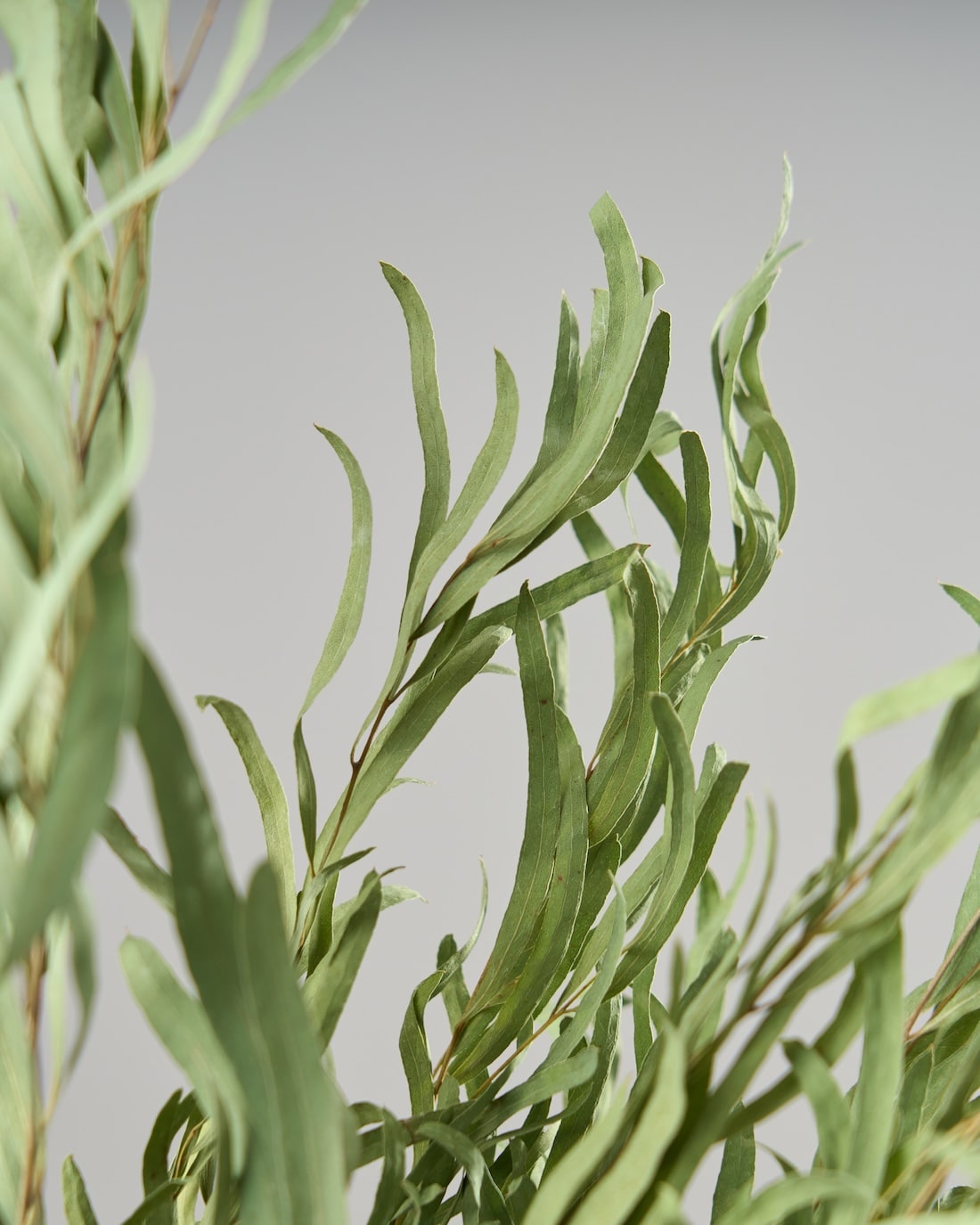 ドライフラワー］ユーカリ ニコリ商品ページ - 土と風の植物園