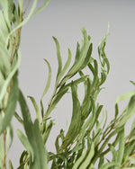 ［ドライフラワー］ユーカリ ニコリ