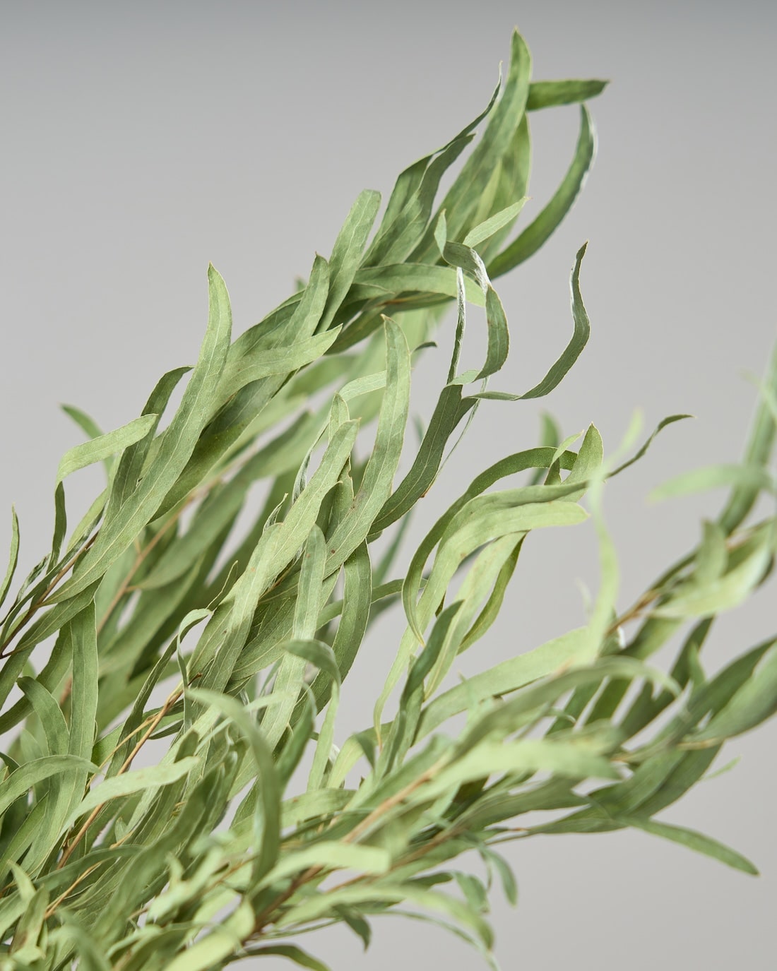 ［ドライフラワー］ユーカリ ニコリ