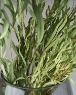 ［ドライフラワー］ユーカリ ニコリ