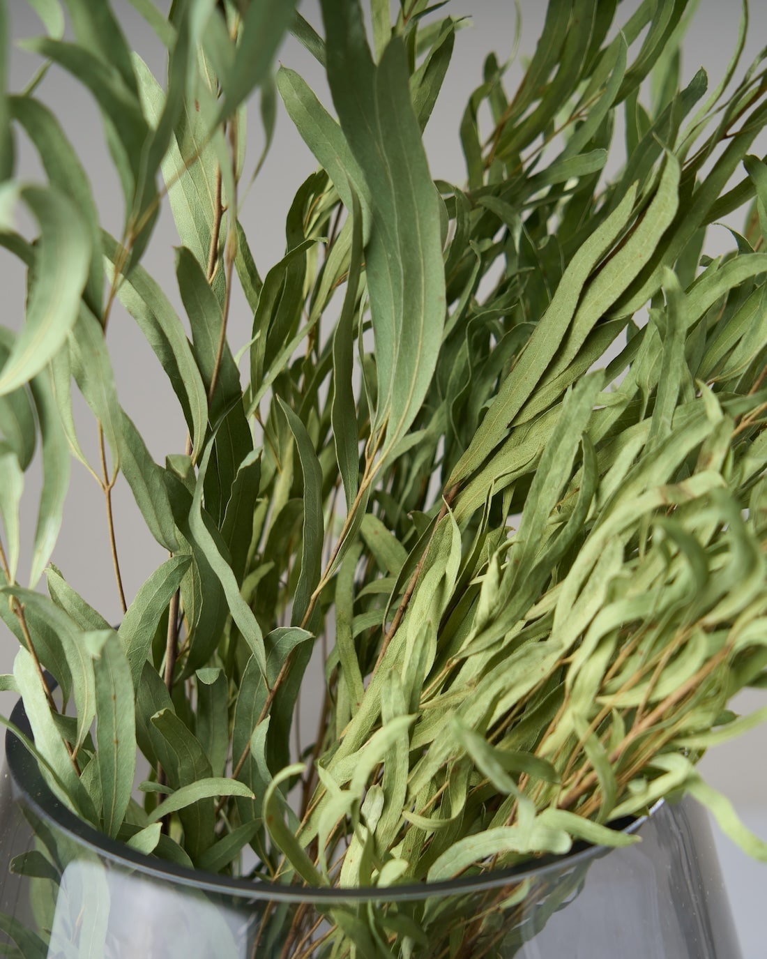 ［ドライフラワー］ユーカリ ニコリ