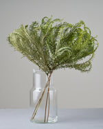 ［ドライフラワー］アンブレラファーン