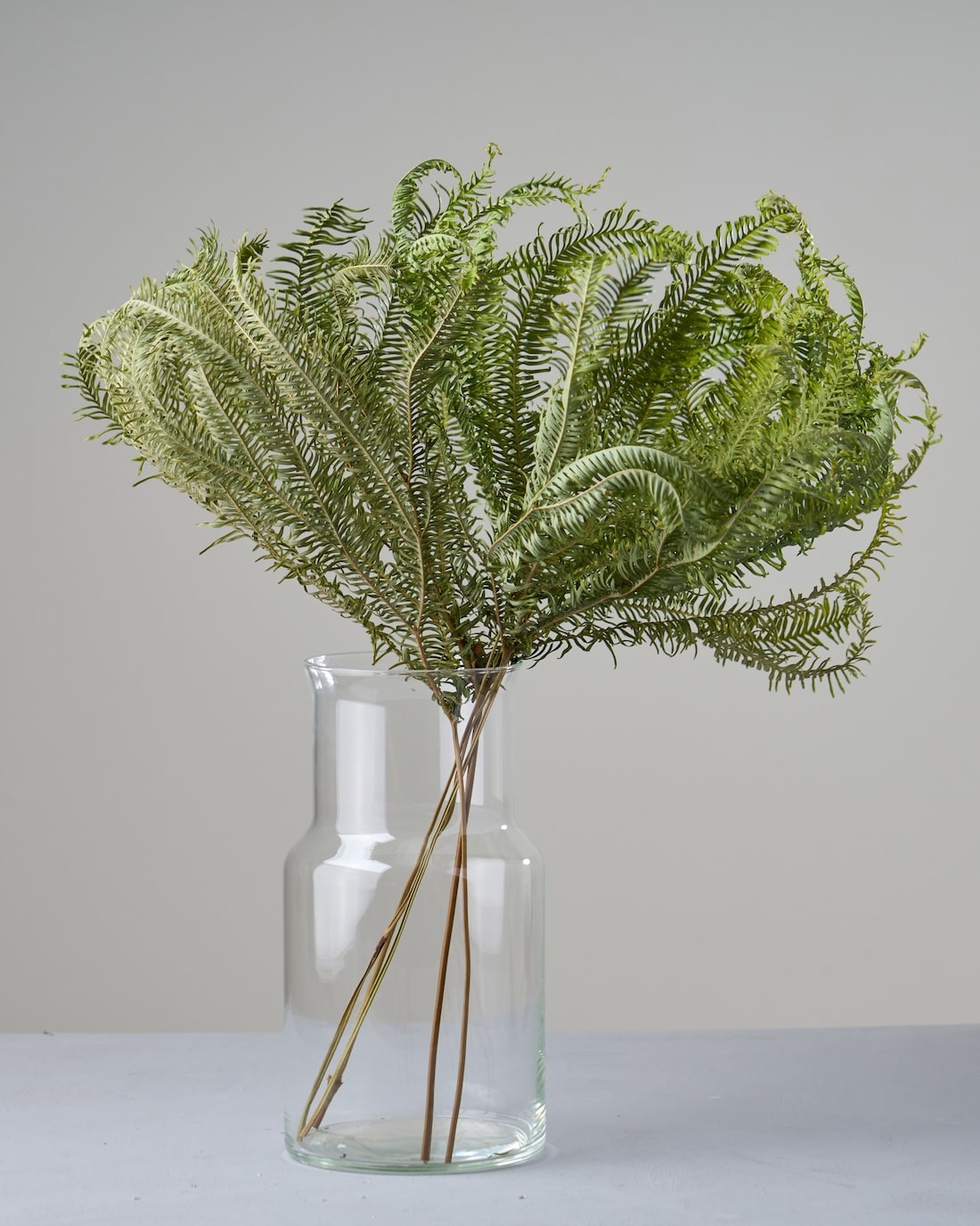 ［ドライフラワー］アンブレラファーン