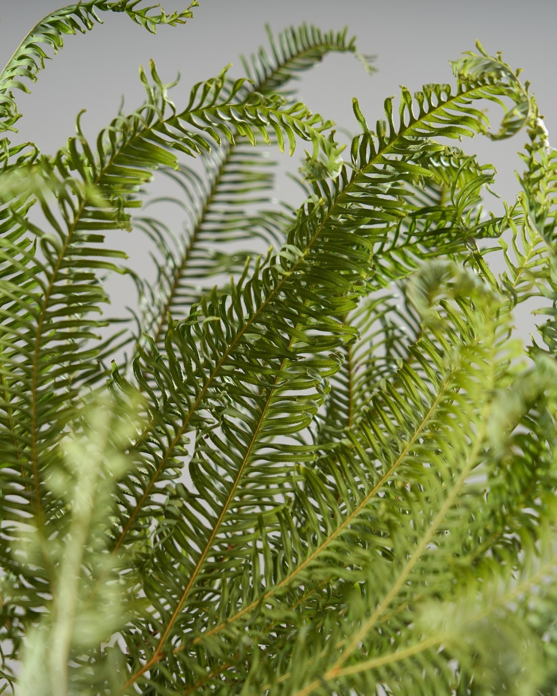 ［ドライフラワー］アンブレラファーン