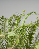 ［ドライフラワー］アンブレラファーン