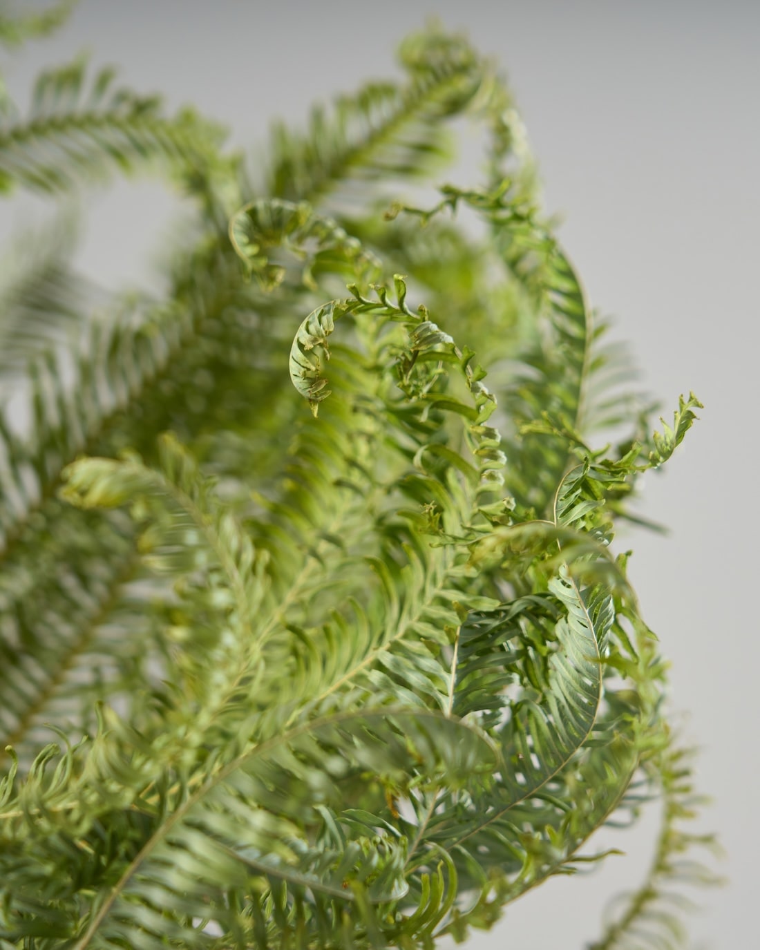 ［ドライフラワー］アンブレラファーン