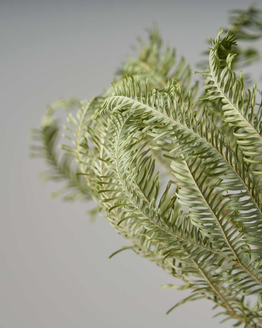 ［ドライフラワー］アンブレラファーン