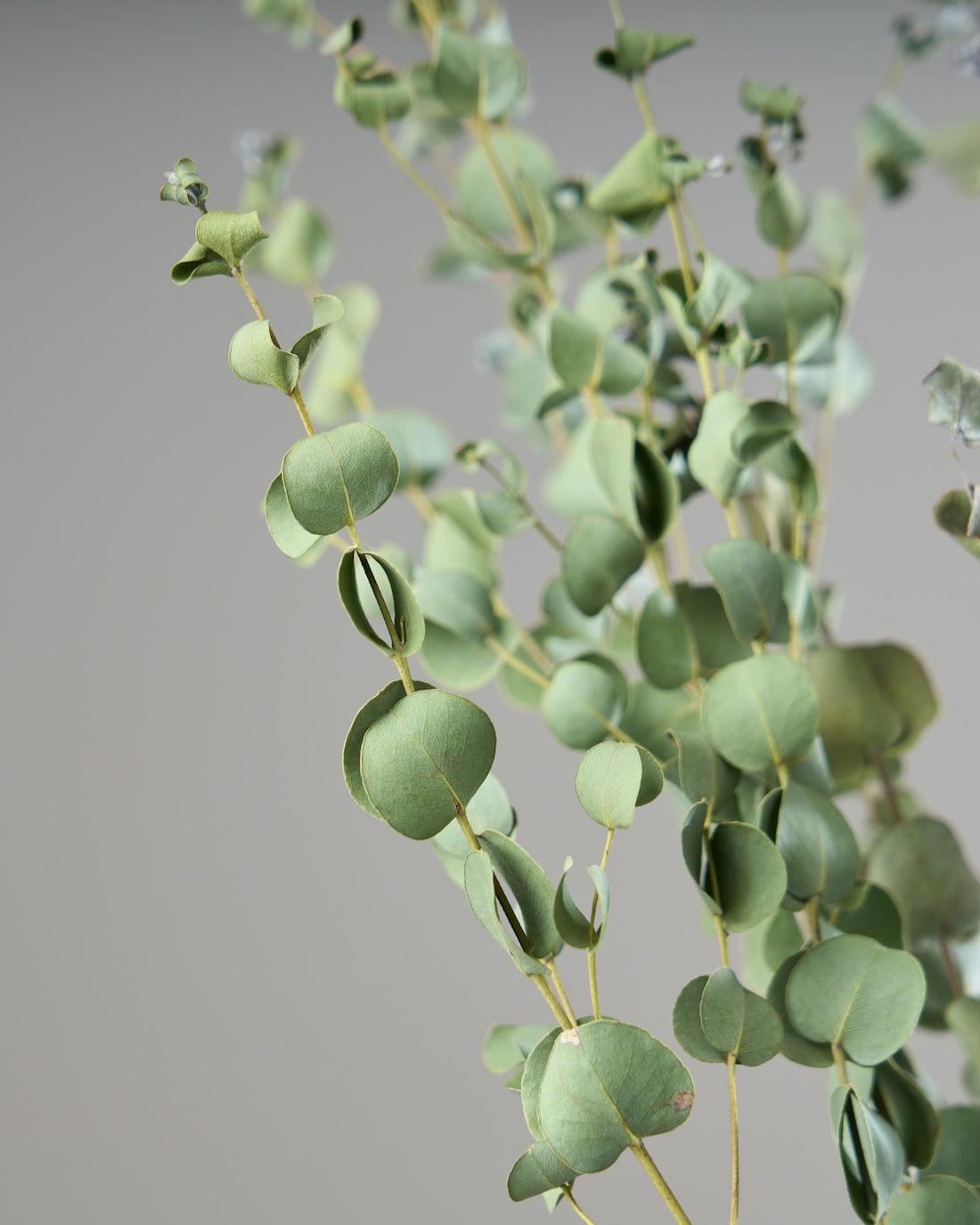 ドライフラワー］ユーカリ グニー 商品ページ - 土と風の植物園