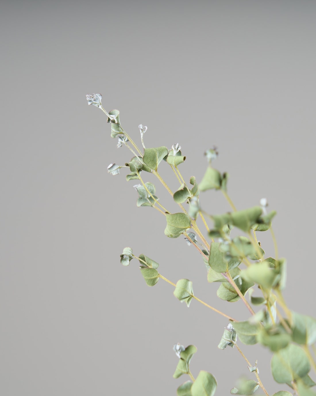 ユーカリ　グニー　切り枝　ドライフラワー ユーカリ グニー 切り枝 ドライフラワー 切り枝 枝物ユーカリ