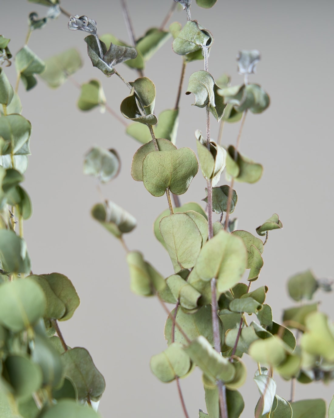 ユーカリ　グニー　切り枝　ドライフラワー ドライフラワー］ユーカリ グニー 商品ページ - 土と風の植物園