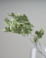 ［ドライフラワー］ユーカリ ポポラスベリー