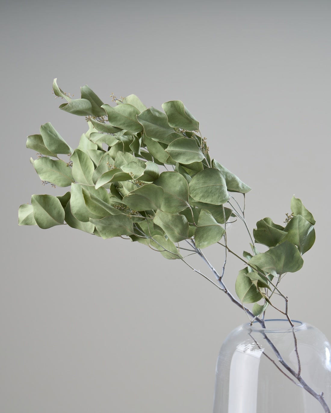 ［ドライフラワー］ユーカリ ポポラスベリー