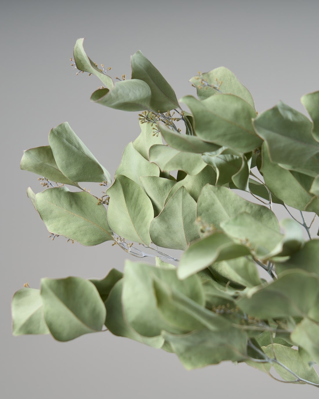 ［ドライフラワー］ユーカリ ポポラスベリー