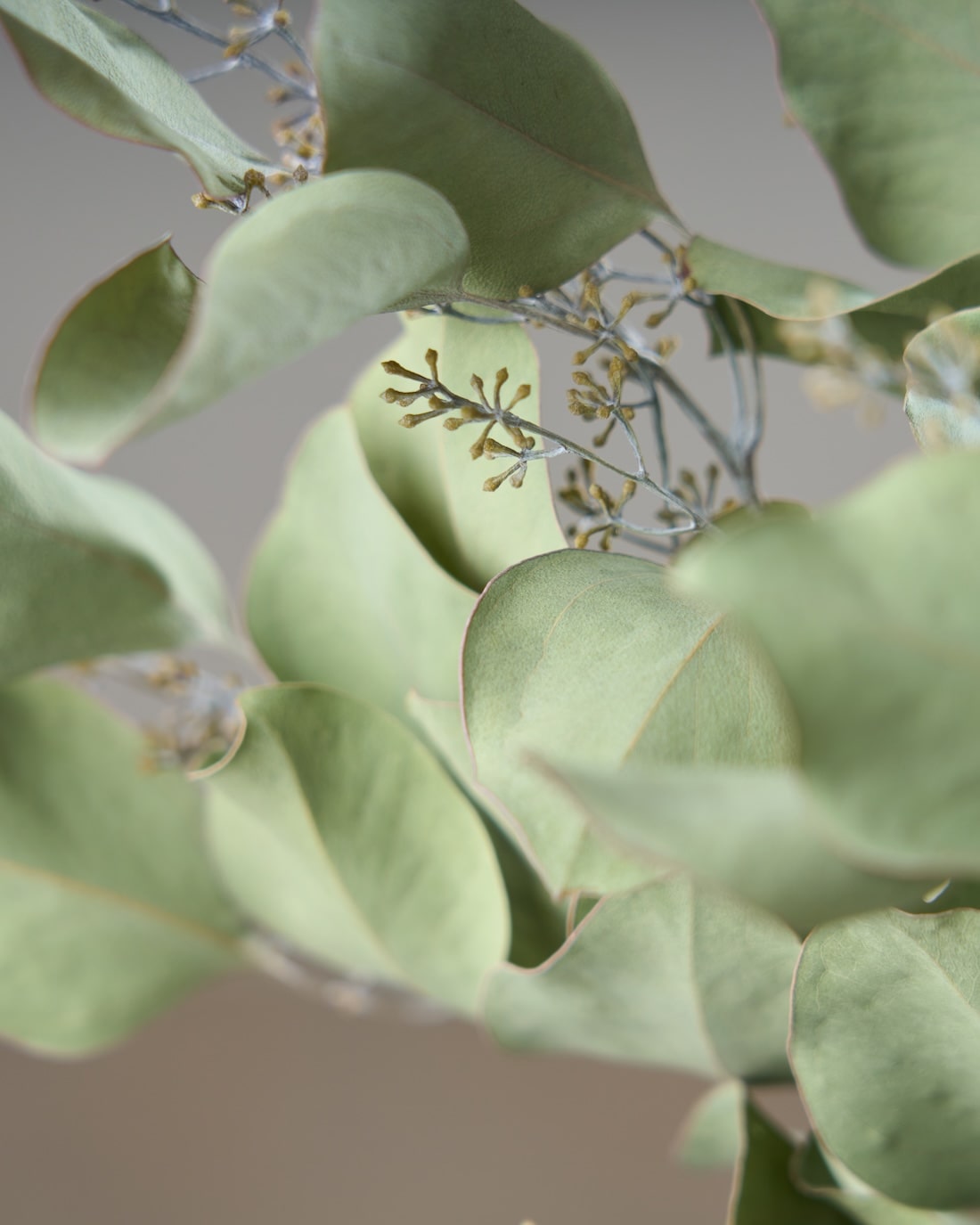 ドライフラワー］ユーカリ ポポラスベリー商品ページ - 土と風の植物園