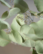 ［ドライフラワー］ユーカリ ポポラスベリー