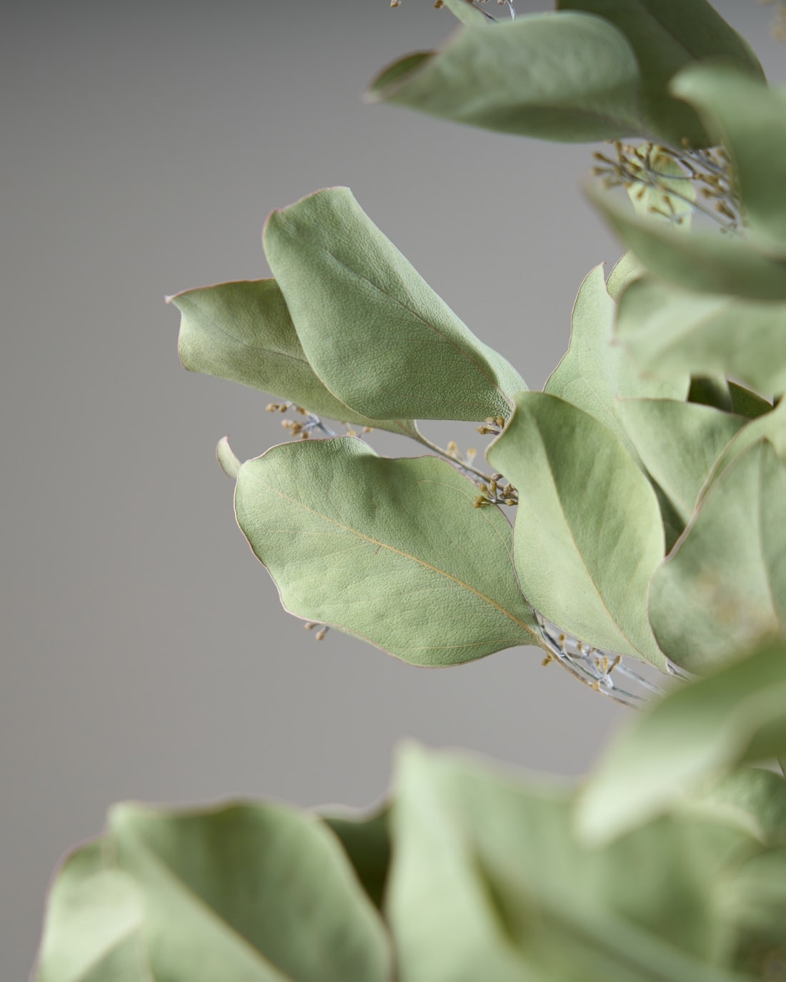 ドライフラワー］ユーカリ ポポラスベリー商品ページ - 土と風の植物園