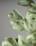 ［ドライフラワー］ユーカリ ポポラスベリー