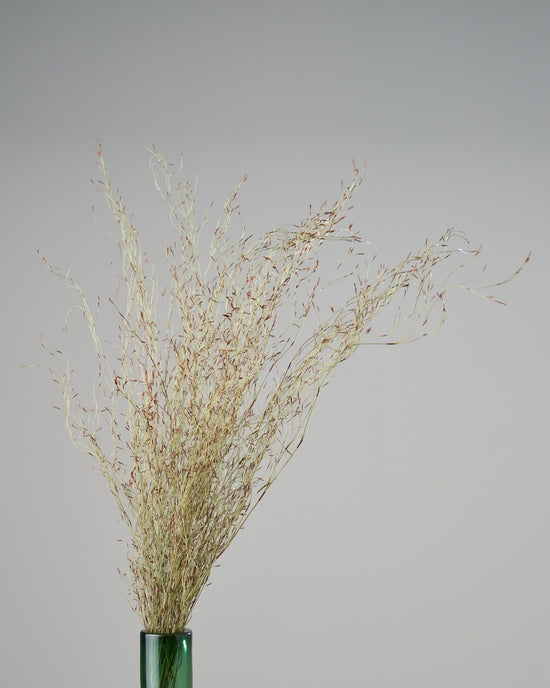 ［ドライフラワー］エミューファン