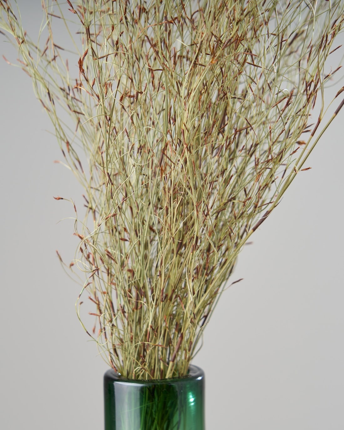 ［ドライフラワー］エミューファン