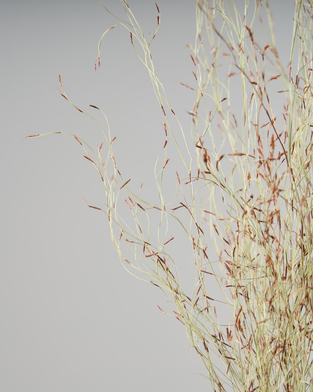 ［ドライフラワー］エミューファン