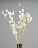 ［ドライフラワー］ルナリア （クリア）