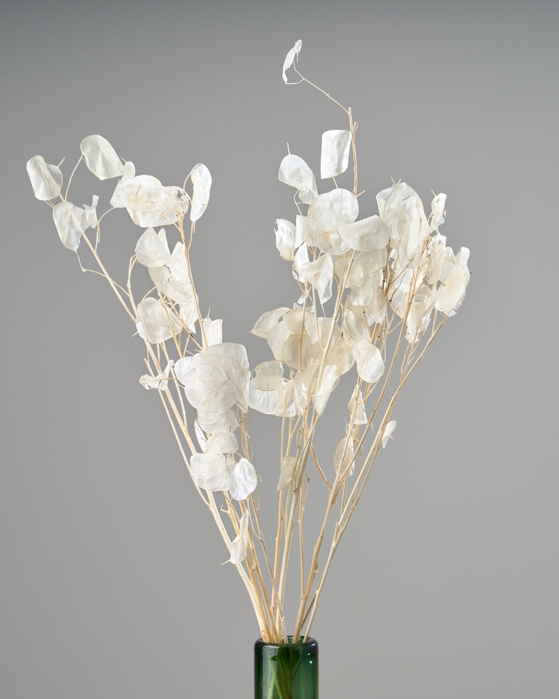 ［ドライフラワー］ルナリア （クリア）