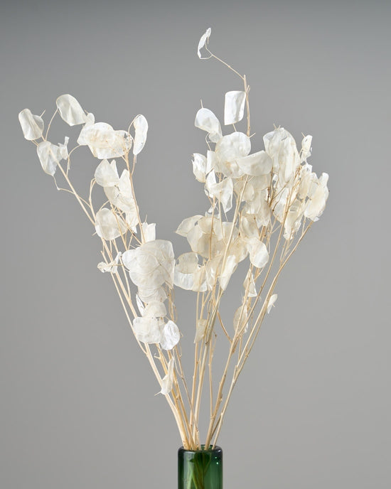 ［ドライフラワー］ルナリア （クリア）