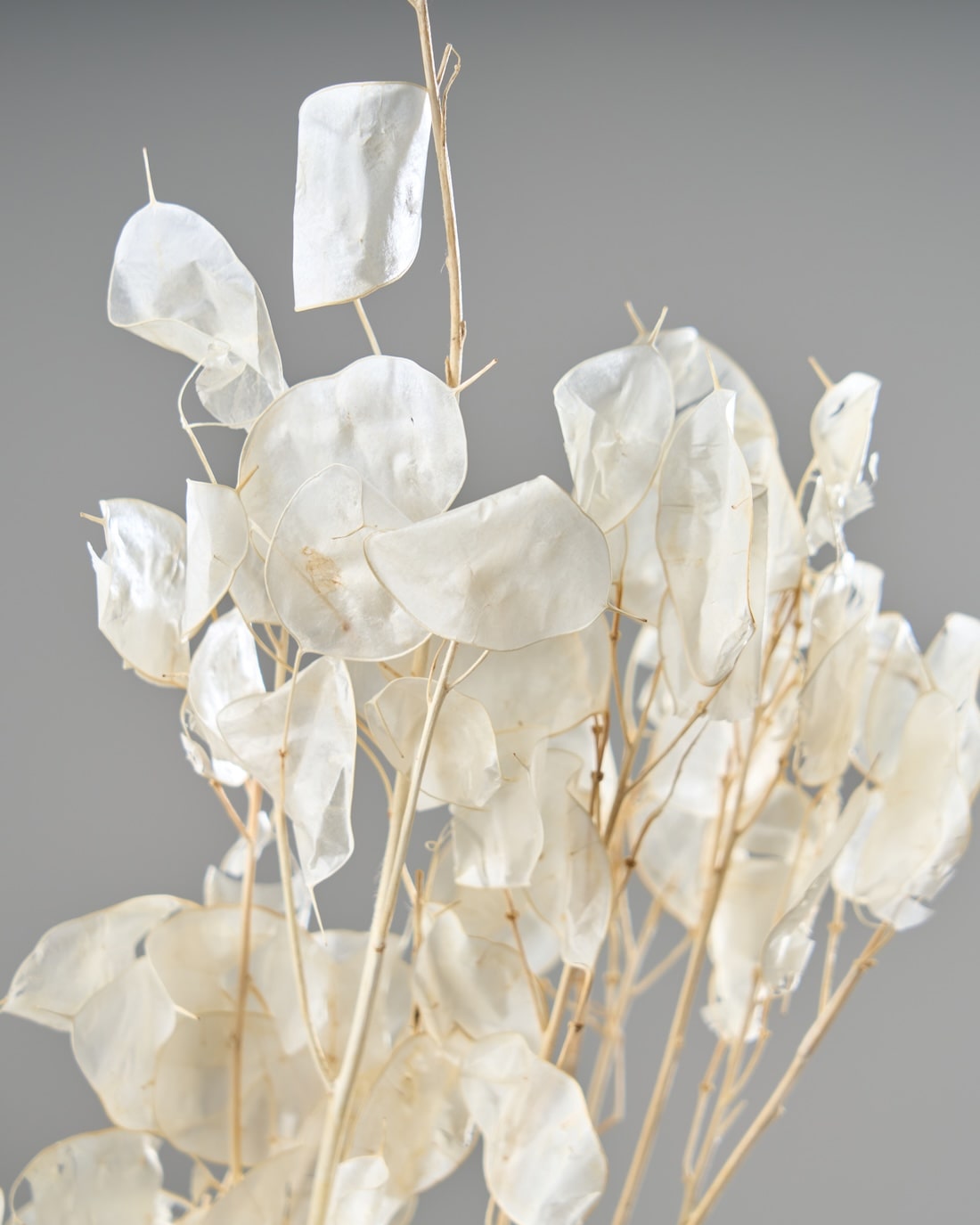 ドライフラワー］ルナリア プリザーブド（クリア）商品ページ