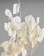 ［ドライフラワー］ルナリア （クリア）