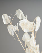 ［ドライフラワー］ルナリア （クリア）