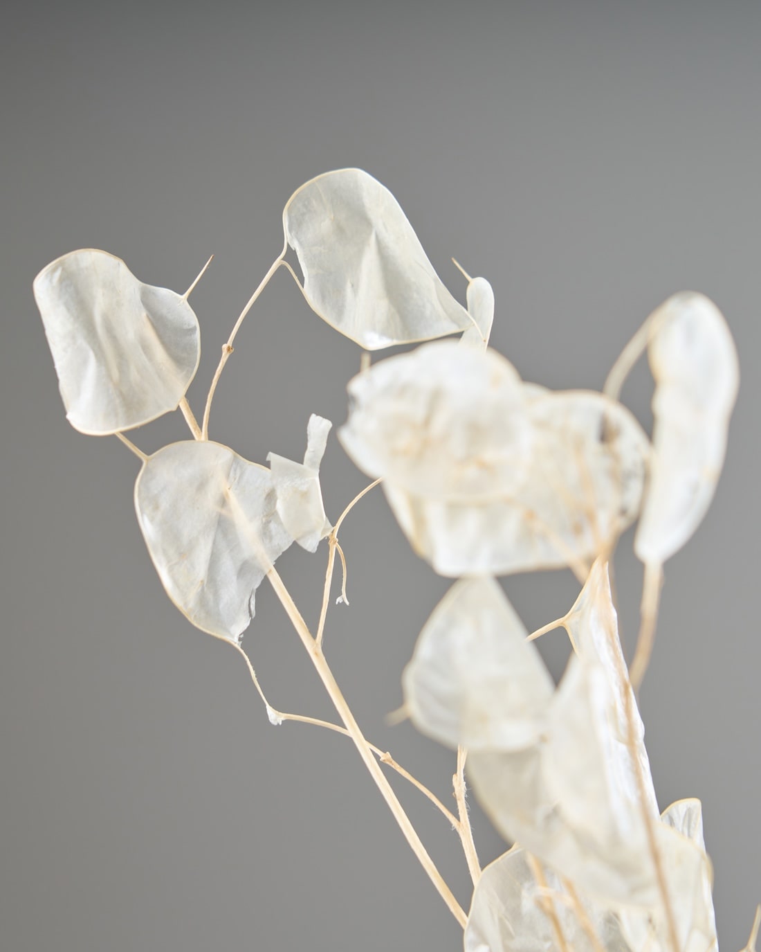 ［ドライフラワー］ルナリア （クリア）