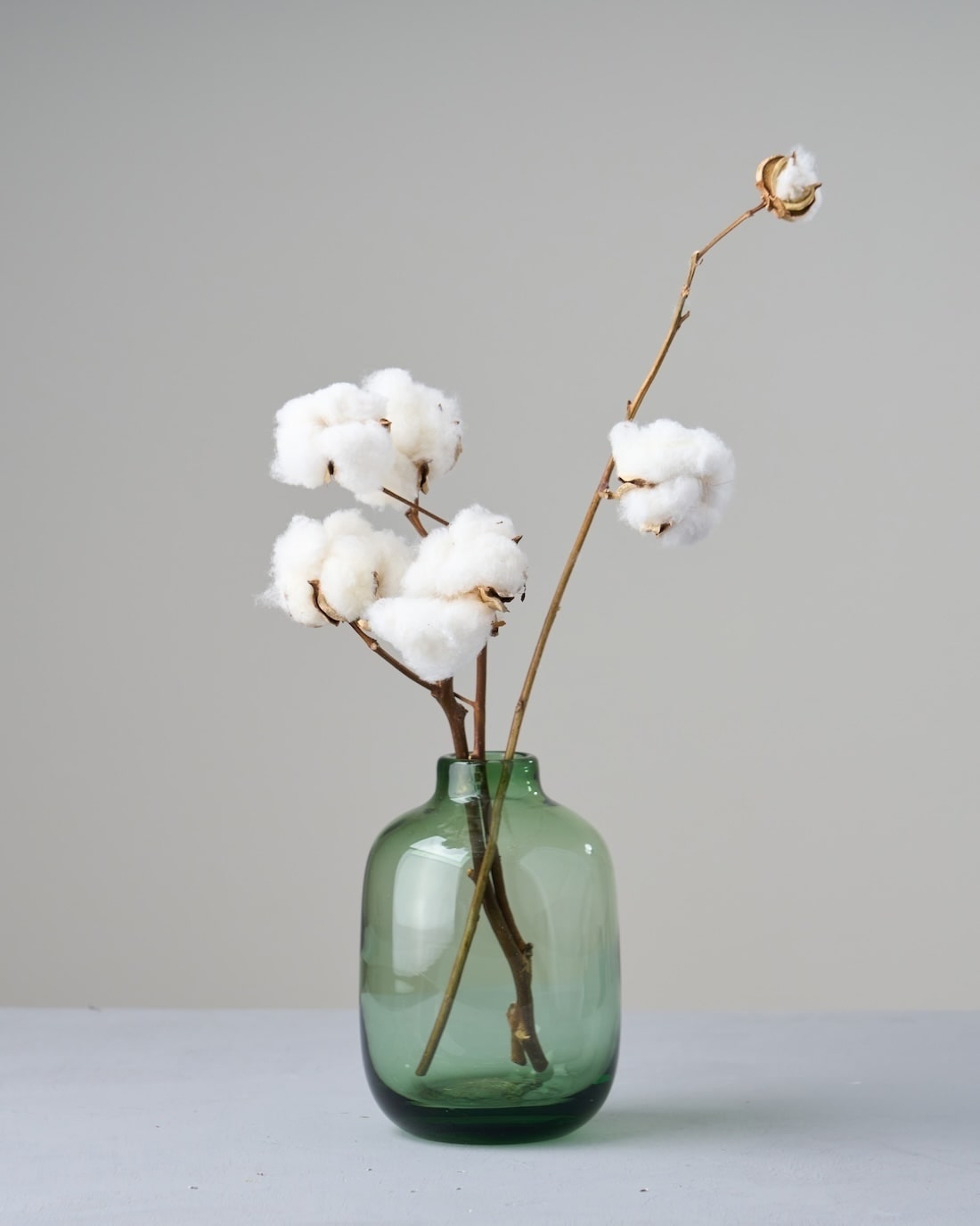 ドライフラワー］小さなテキサスのコットン 商品ページ - 土と風の植物園