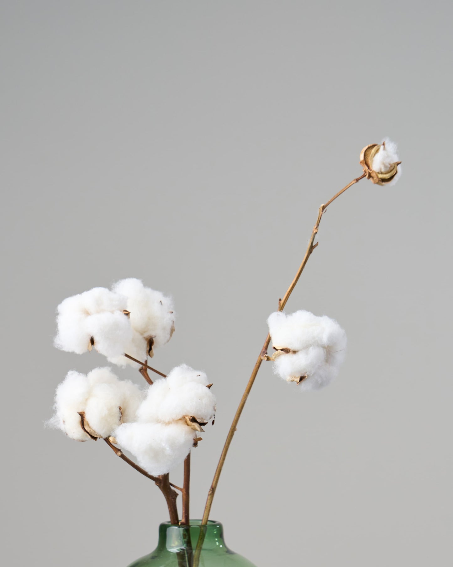 ［ドライフラワー］小さなテキサスのコットン