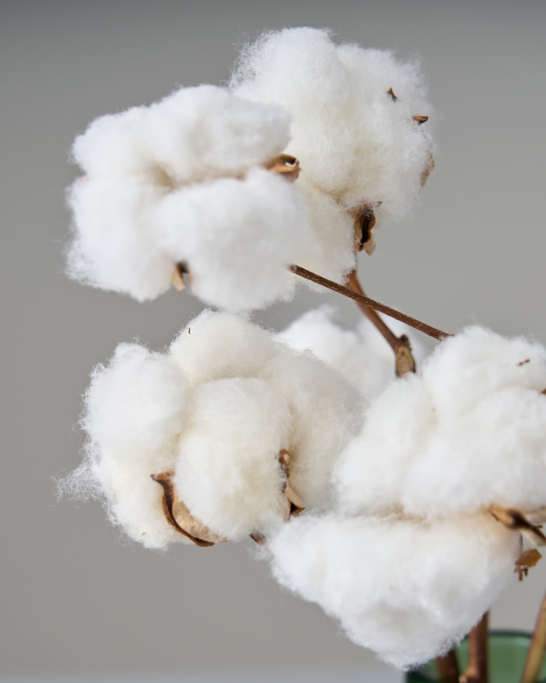 ［ドライフラワー］小さなテキサスのコットン