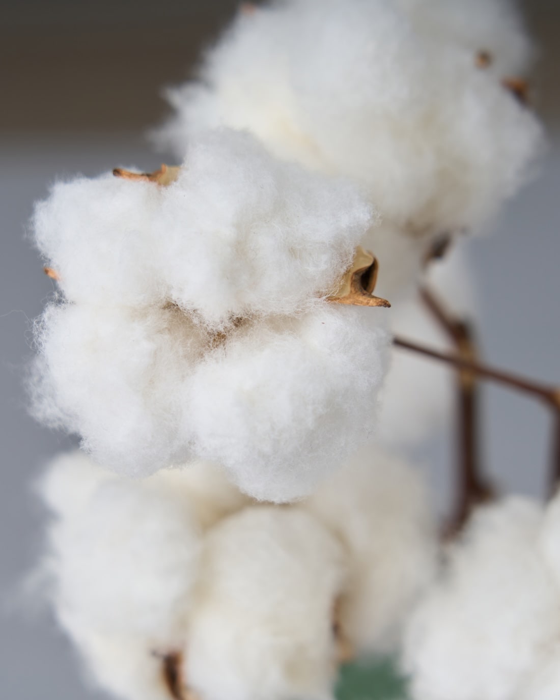 ［ドライフラワー］小さなテキサスのコットン