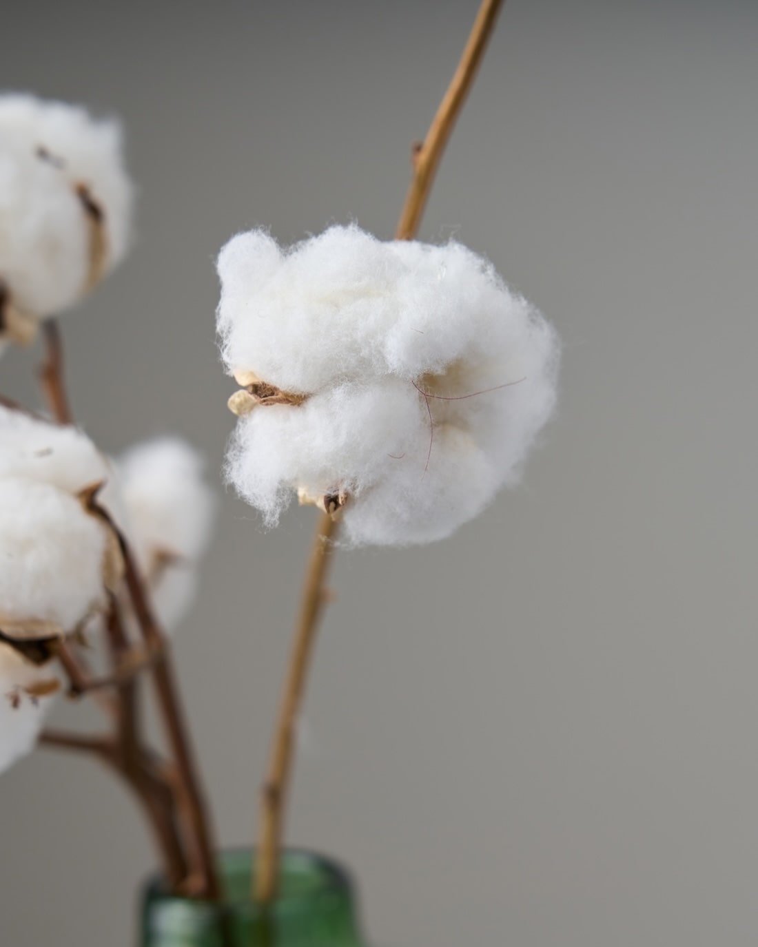 ［ドライフラワー］小さなテキサスのコットン