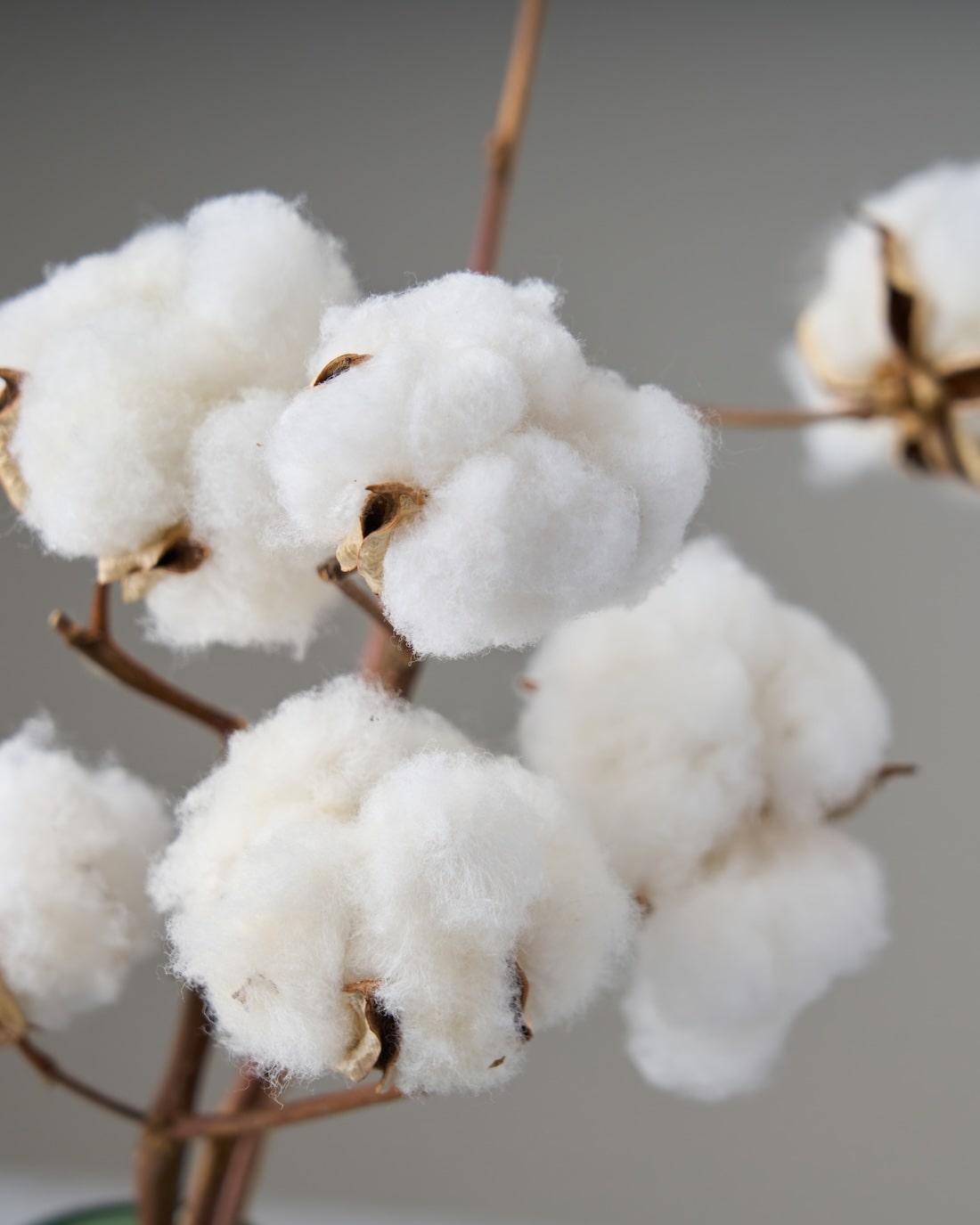［ドライフラワー］小さなテキサスのコットン