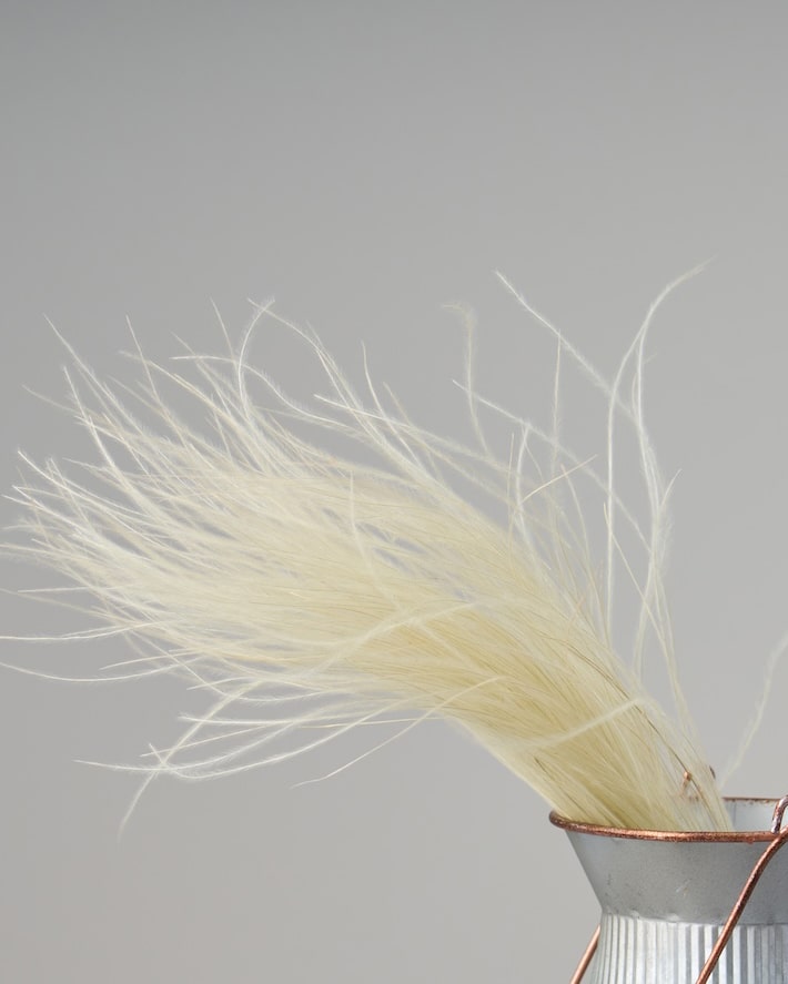 ［ドライフラワー］フェザーグラス