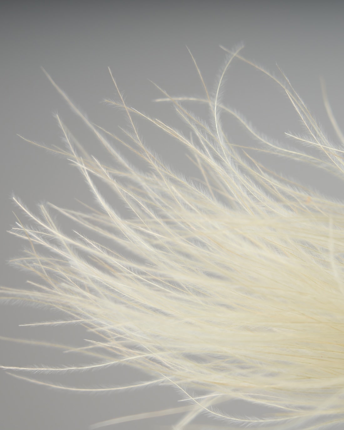 ［ドライフラワー］フェザーグラス