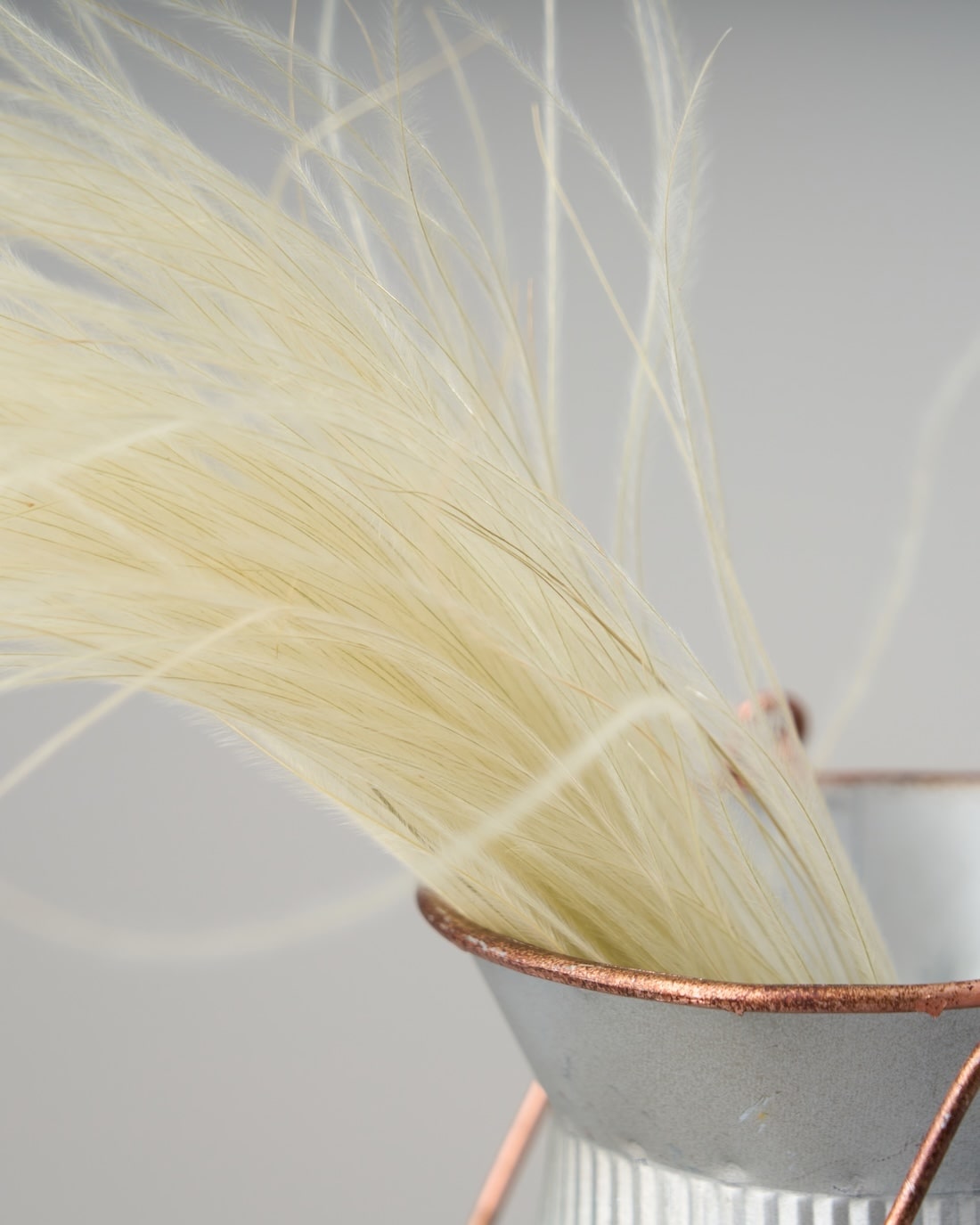［ドライフラワー］フェザーグラス