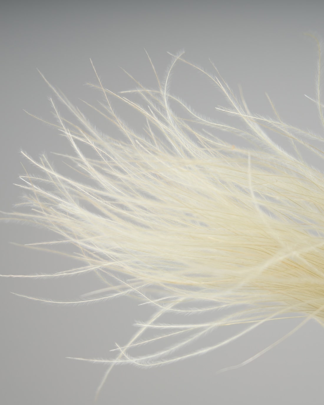 ［ドライフラワー］フェザーグラス