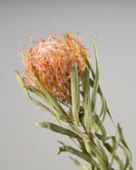 ［ドライフラワー］ピンクッション