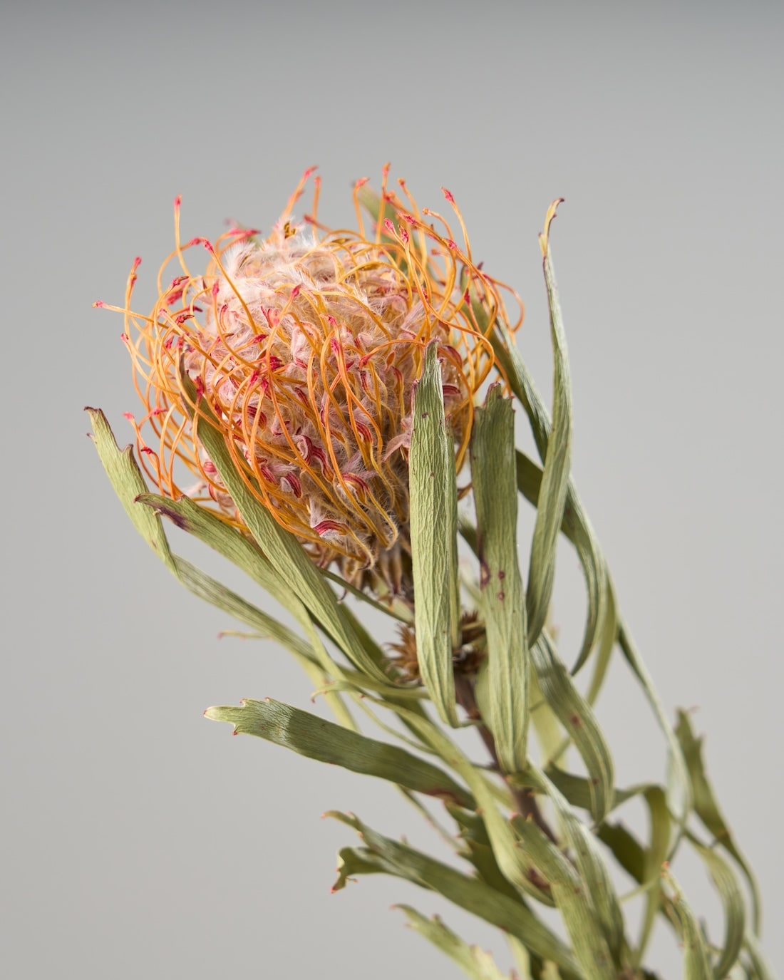 ［ドライフラワー］ピンクッション