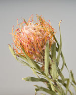 ［ドライフラワー］ピンクッション