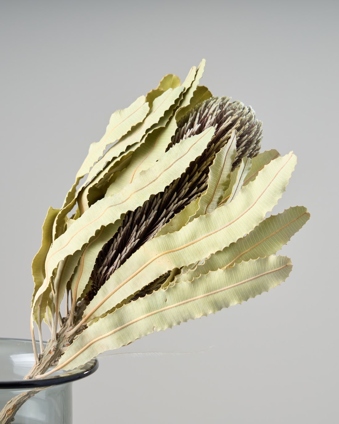 ［ドライフラワー］バンクシア メンジェイシー